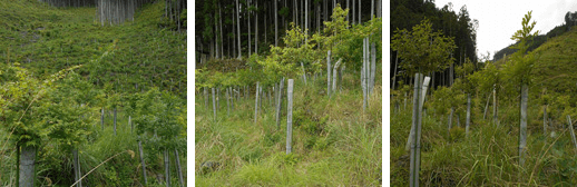 2014年 植林活動写真